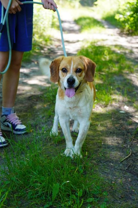 Parker błaga o domek mix beagle