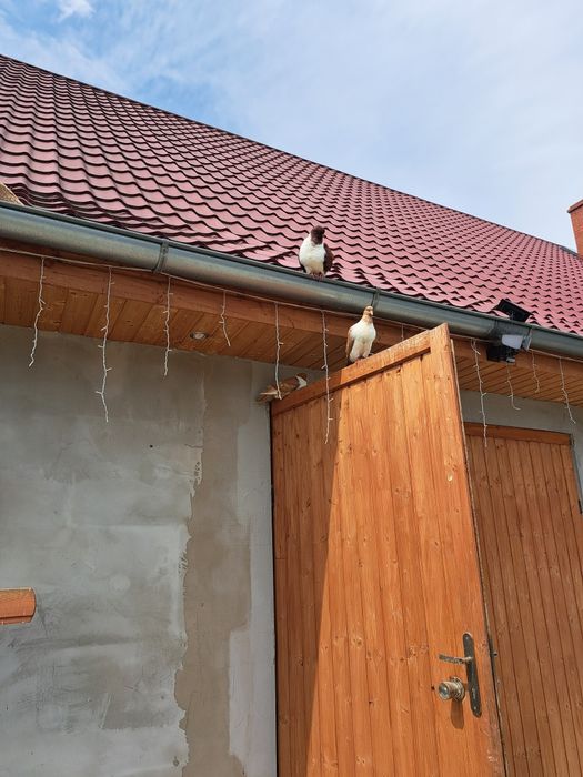 Młode straszery sprzedam