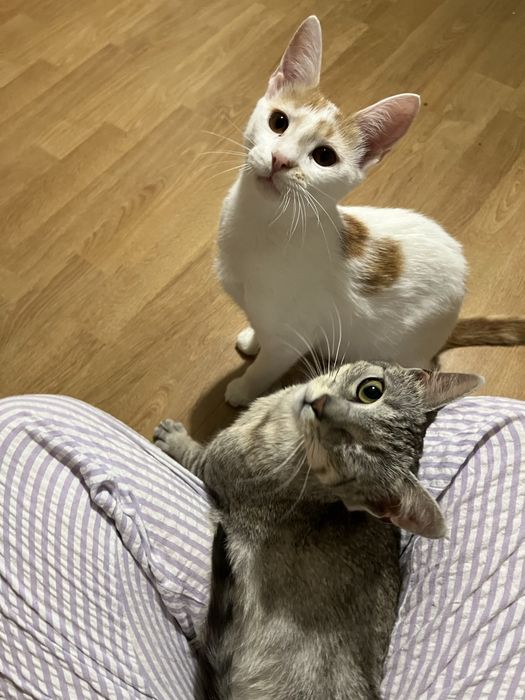 Uratowane małe rodzeństwo czeka na dom!