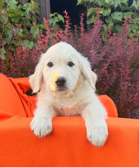 Golden Retriever ZKwP z elitarnym pochodzeniem