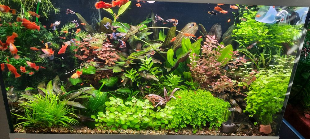 аквариумные растения.