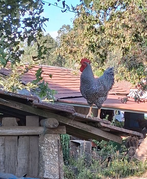 Ovos de Galinha Pedrês Portuguesa