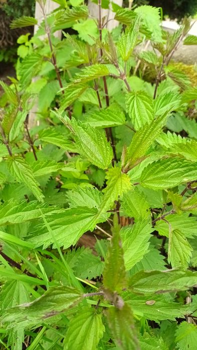 Sprzedam świerzą pokrzywe