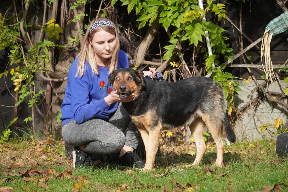 Stryszek - mega fajny psiak szuka domu
