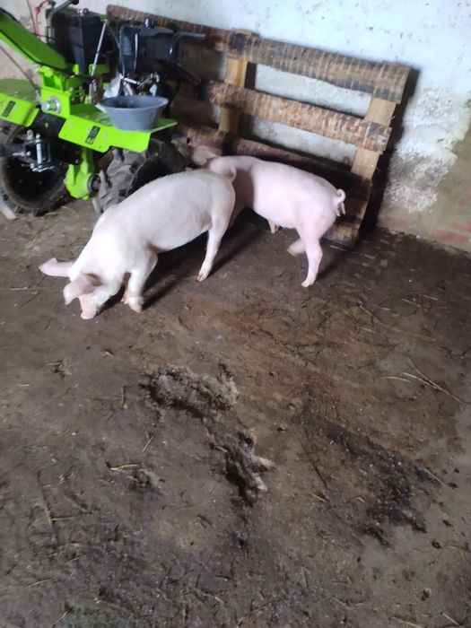 2 porcas 25kg cada
