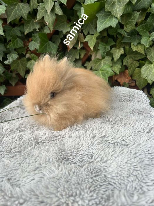 Króliczki karzełki Teddy mini króliki