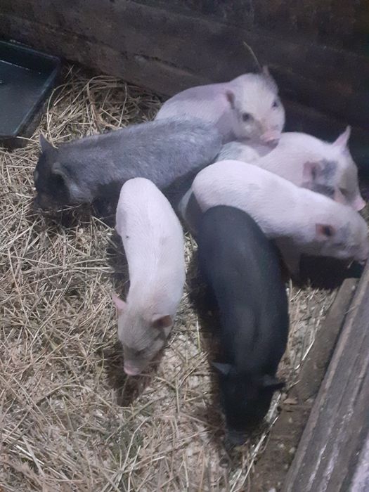 Вєтнамські поросята