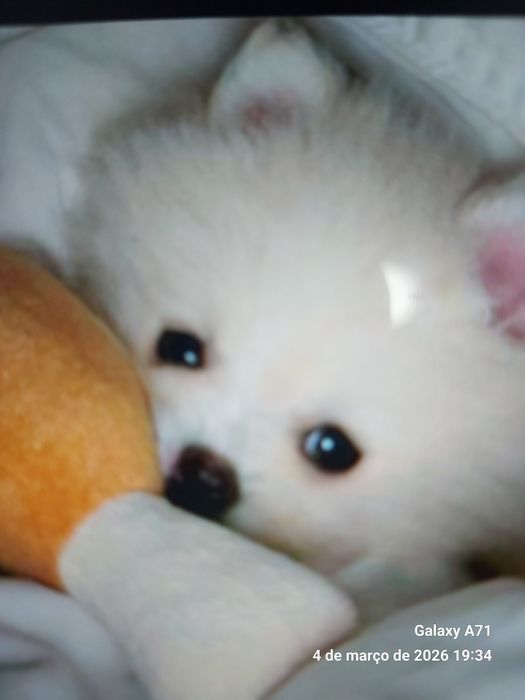 Lulus da Pomerânia/spitz alemão  anão