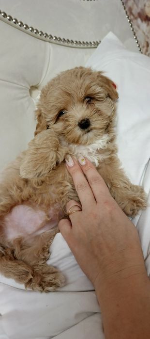 Милі дітки Мальтіпу