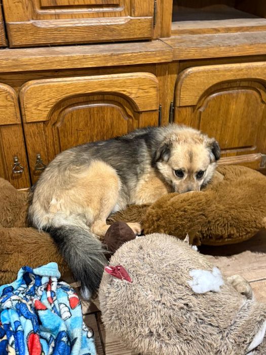 Parys piesek do pokochania