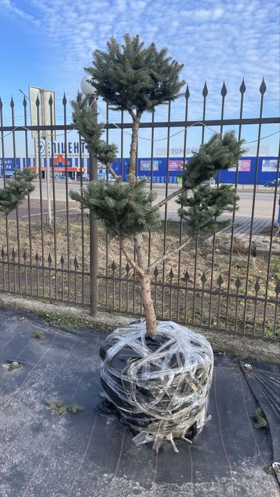 Дерево Бонсай садовий Нівакі