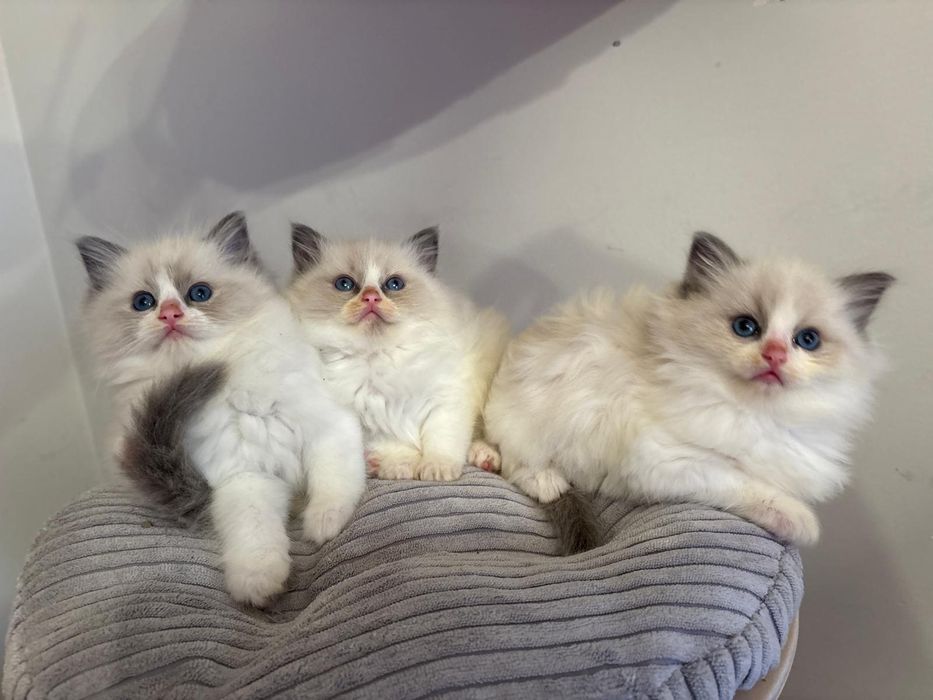 Ragdoll piękne koty do Felinoterapii FPL FIFE