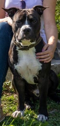 Американський стафордшир-тер'єр для вязки.Стафф.Амстаф