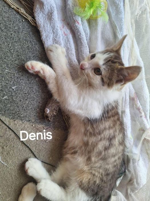 Kociaki Leo i Denis szukają (najlepiej wspólnego) domu