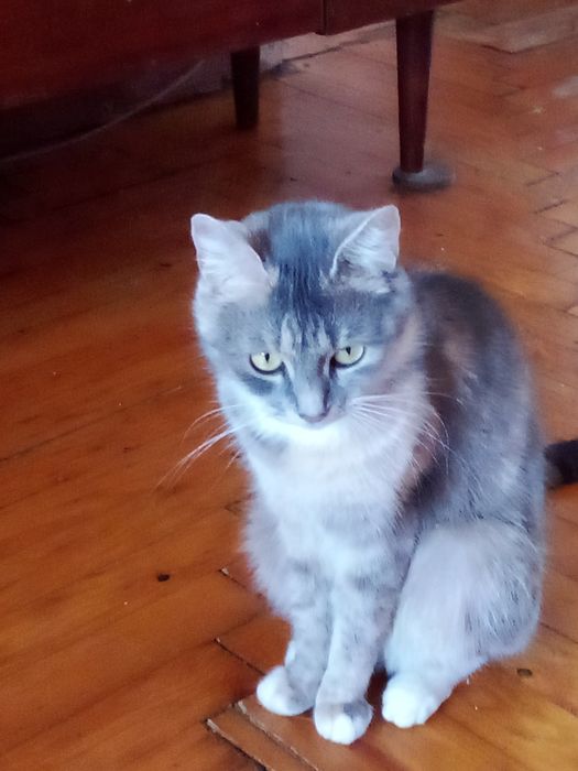 Кошки 3 и 4 года