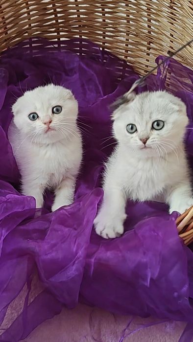 Висловухі кошенята сріблястої шиншили