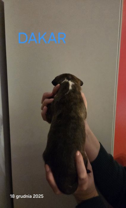 Bulterier standard samiec