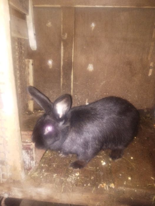 Продам або обміняю кроля