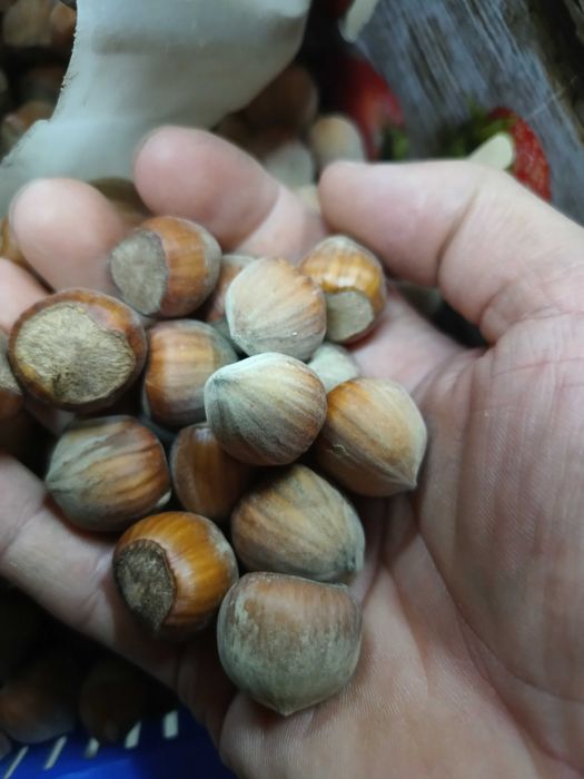Orzechy laskowe 2kg