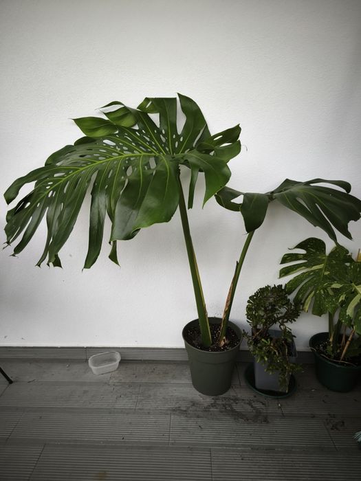 Muda de monstera deliciosa