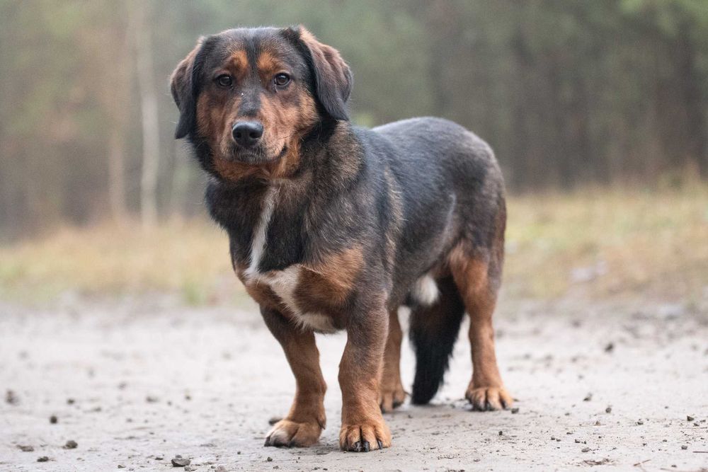 Raviolino: mądry, zdystansowany beaglowaty piękniś