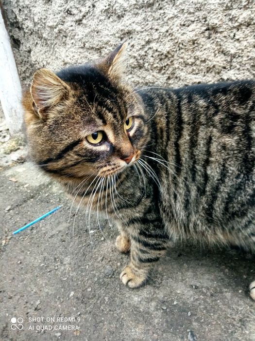 Льова проситься в сім'ю