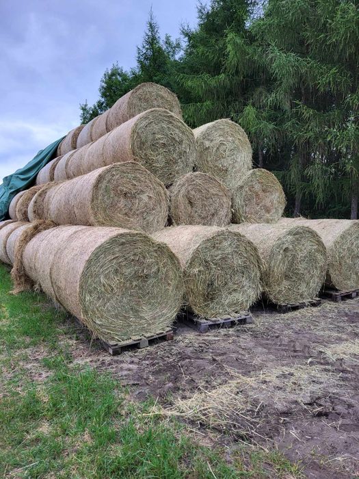 Siano w balotach dla koni 2025