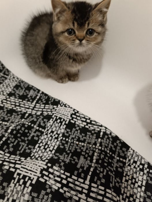 шотландські кошенята
