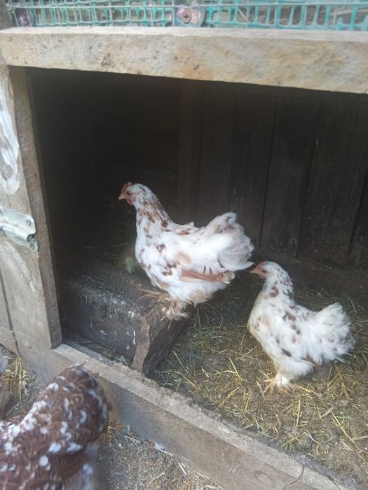 Koguty kochin miniaturowy porcelanowy