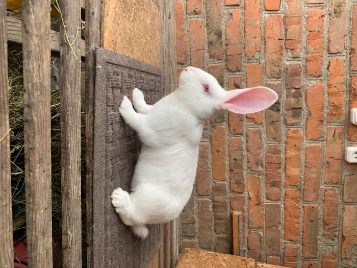 Кролики термондська біла (кролі, термон, термонд, термондская)