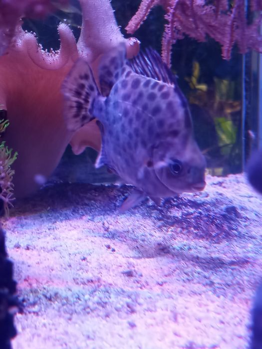 Ryba argus zielony scatophagus argus akwarium morskie