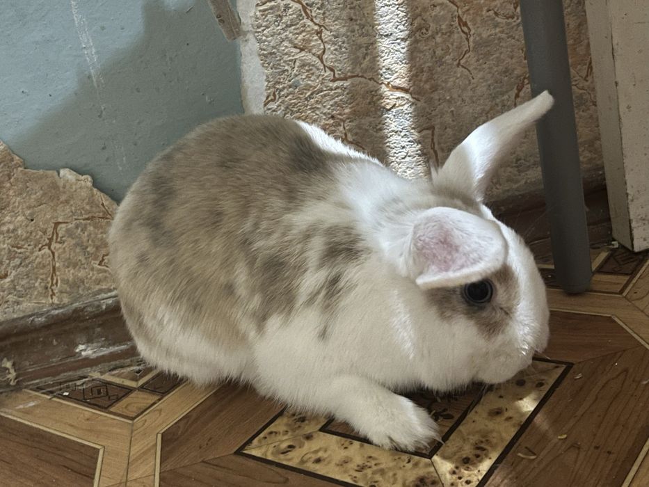 Декоративний кролик