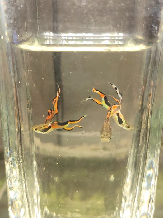 Guppy Macho Endler Hybrids Lyra Tail