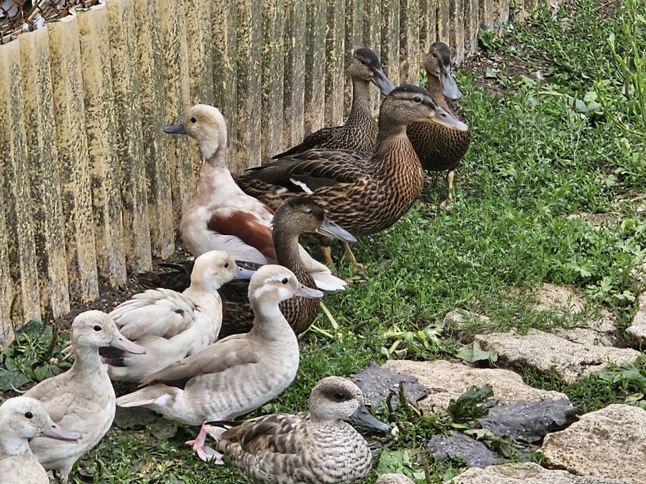 Kaczki ozdobne Cyraneczki czerwonoramienne mutacja srebrna