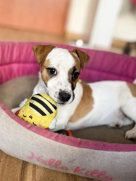 Jack Russell Terrier - sunia