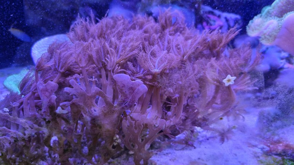 Anthelia szczepki lub bardzo duża, akwarium morskie koralowce miękkie