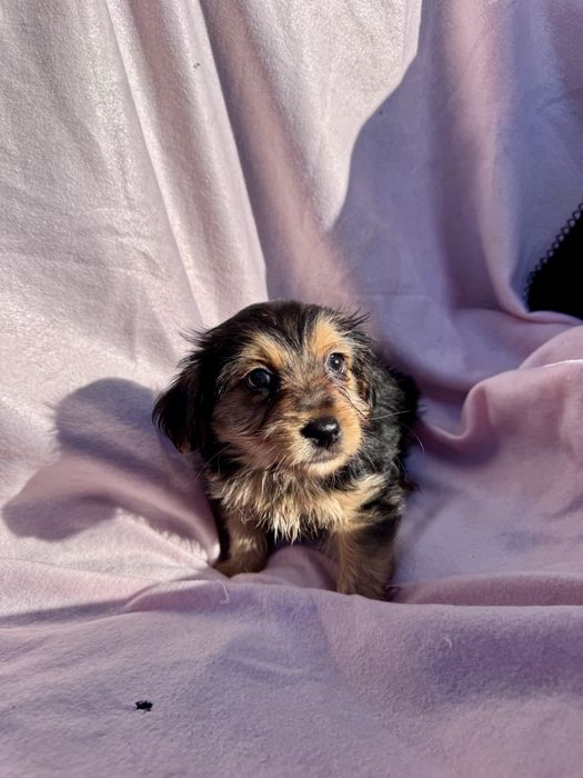 Menina - 2.5 meses, xYorkshire (5kg)