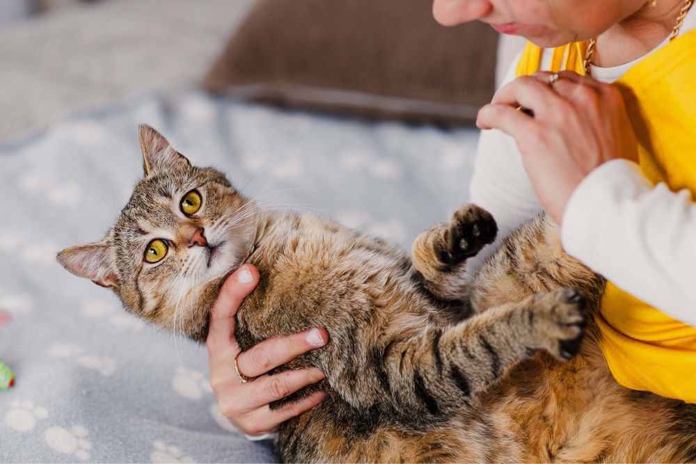 Dwu letnia Bunia szuka domu!