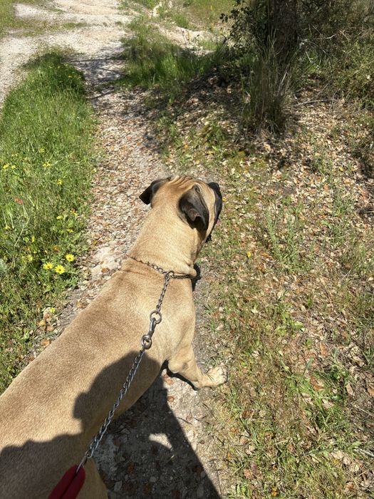 Bulmastiff  para adocao