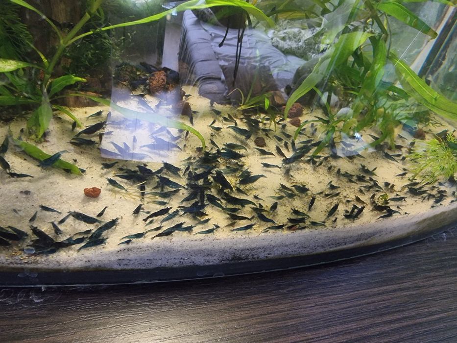 Sprzedam krewetki bluvelvet