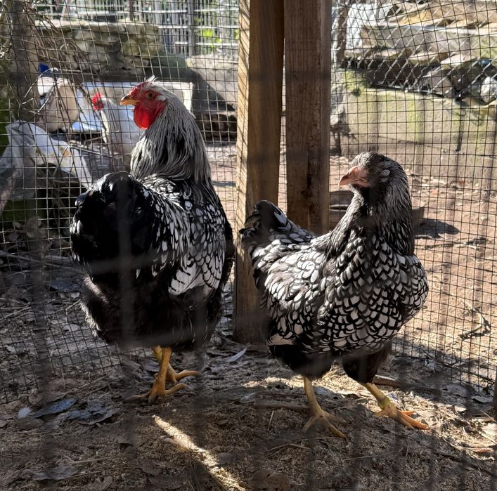 Ovos Férteis para Incubação e galinhas/pintos de várias raças
