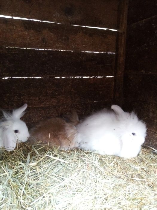 Króliki miniaturki młode