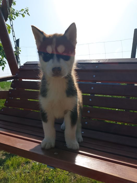 Szczeniak Syberian Husky