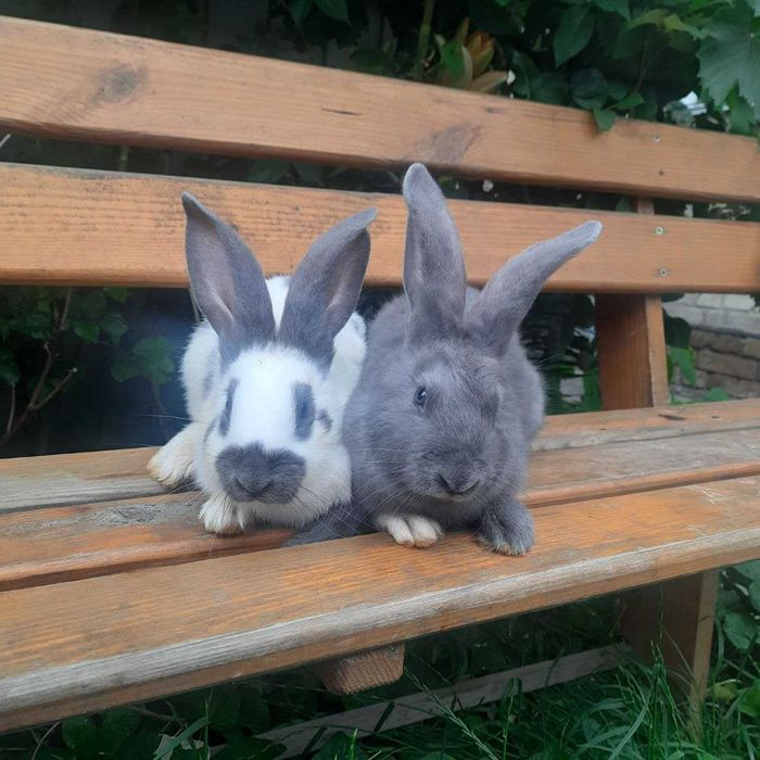 Кролі Німецький строкач