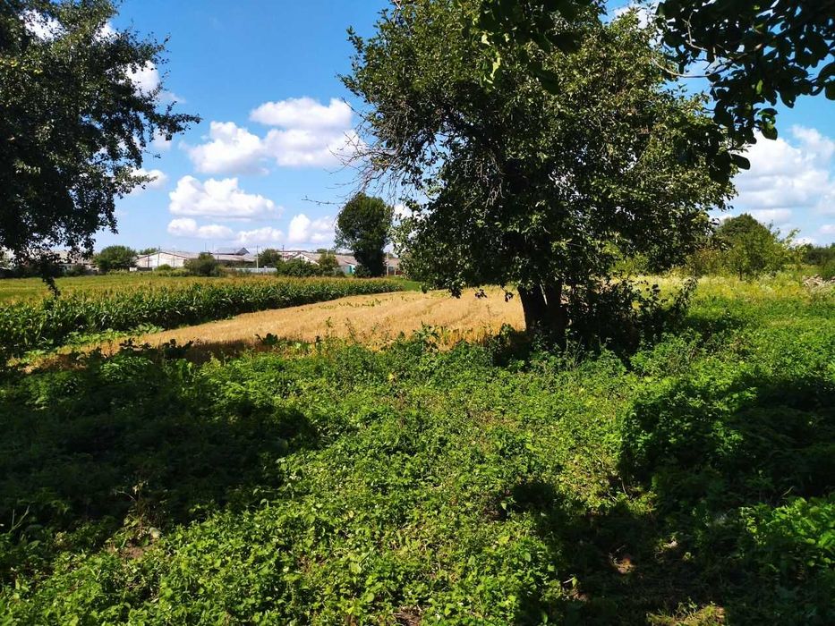 Земельна ділянка Ружичанка вул Центральна