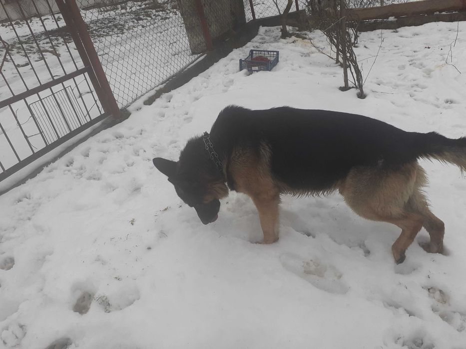 Німецька Вівчарка  кобель злучка в'язка