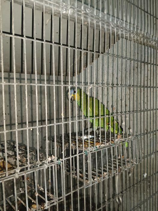 Vendo Amazona Amazonico