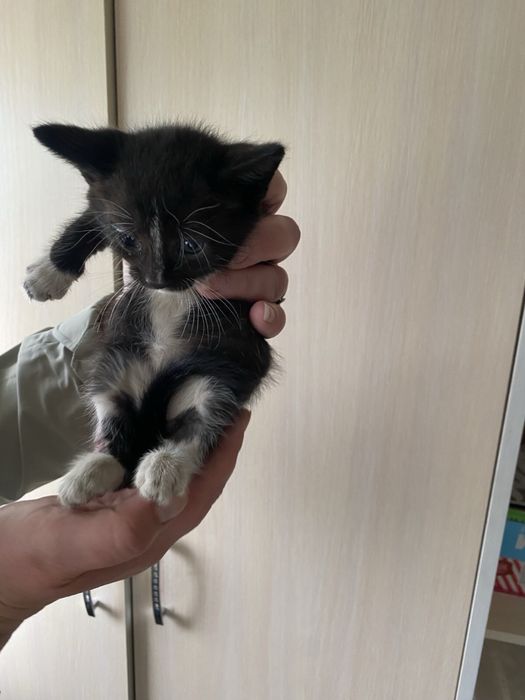 Віддам чудових кошенят