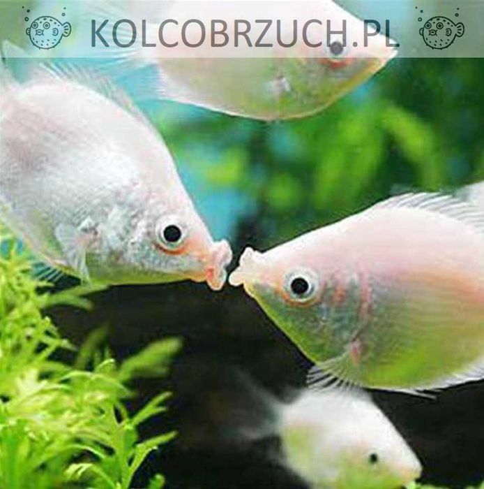 Gurami całujący - Całusek temmincka - Gurami całujące