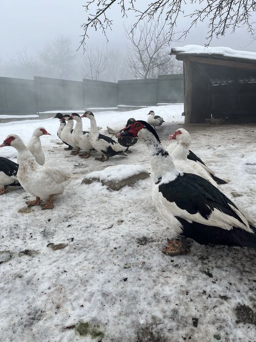Мускусна качка,індокачка,шипуни.